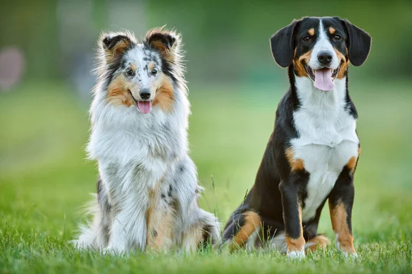 Entlebucher sennenhund en sheltie buiten op gras. Huisdiervrienden — Stockfoto
