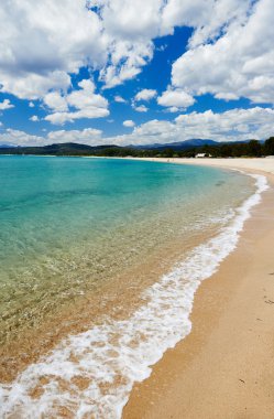 Akdeniz Sardunya deniz sahil