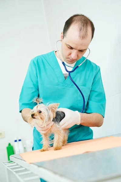 Veterinarian surgeon treating dog — Stock Photo, Image