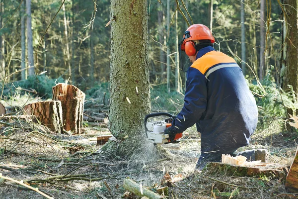 Taglio taglialegna albero nella foresta — Foto Stock