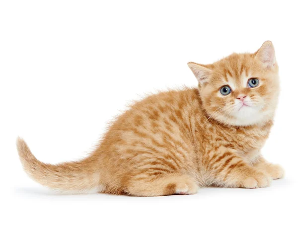 British Shorthair kitten cat — Stock Photo, Image