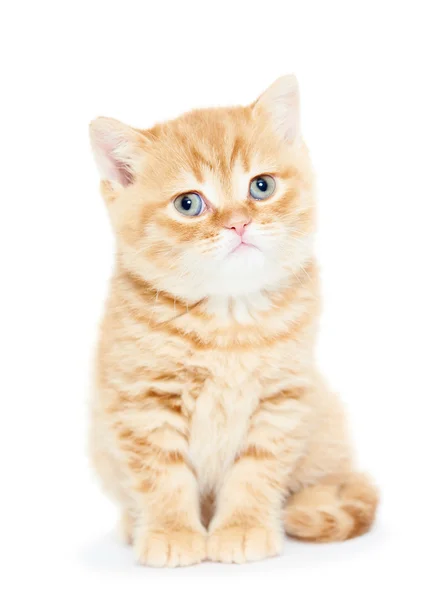 Britânico gatinho Shorthair gato — Fotografia de Stock