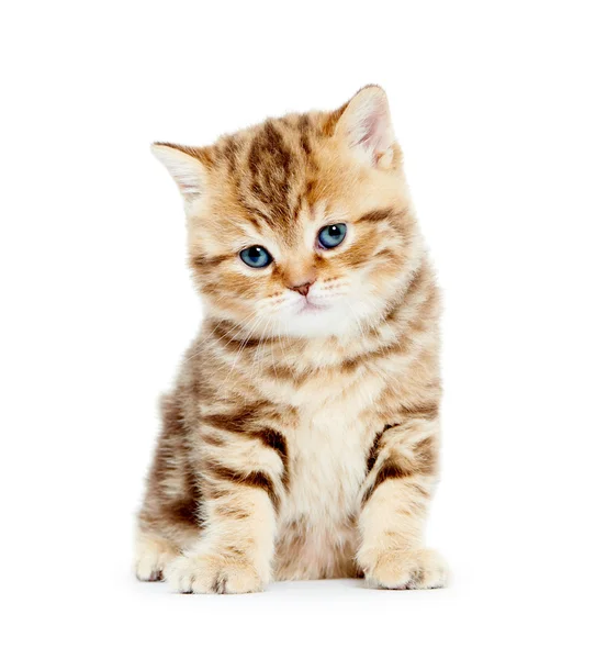 Británico taquigrafía gatito gato — Foto de Stock