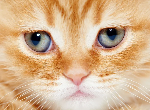 Close-up van snuit van Britse korthaar kitten kat — Stockfoto
