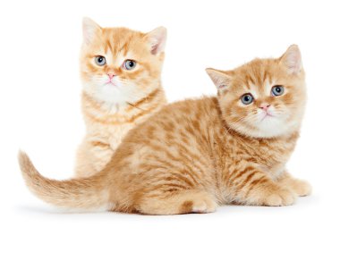 Britanya ile ilgili stenografi kedi kedi