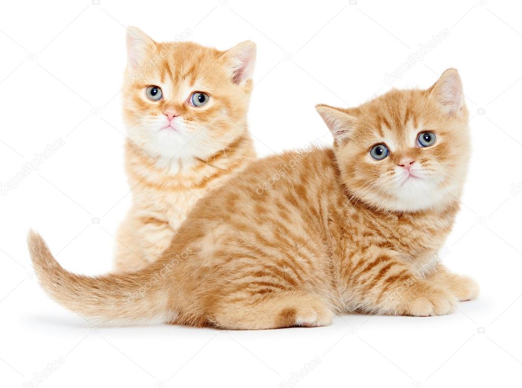 British Cats Golden Shaded Pure British Shorthair 11+ Thousand