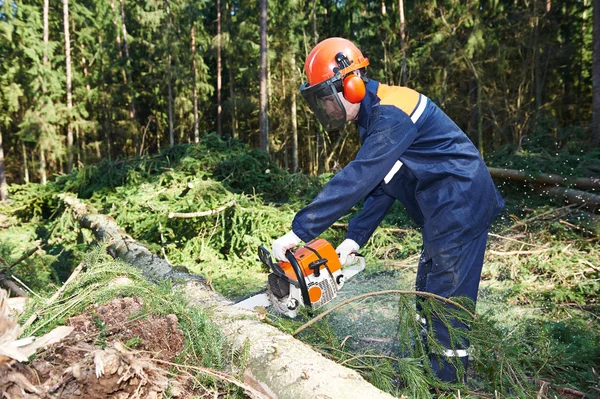 Holzfäller fällen Baum im Wald — Stockfoto