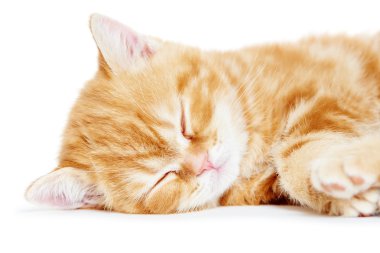 Uyuyan kedi kedi