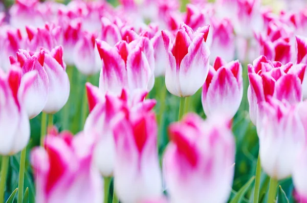 Tulp bloemen op veld — Stockfoto