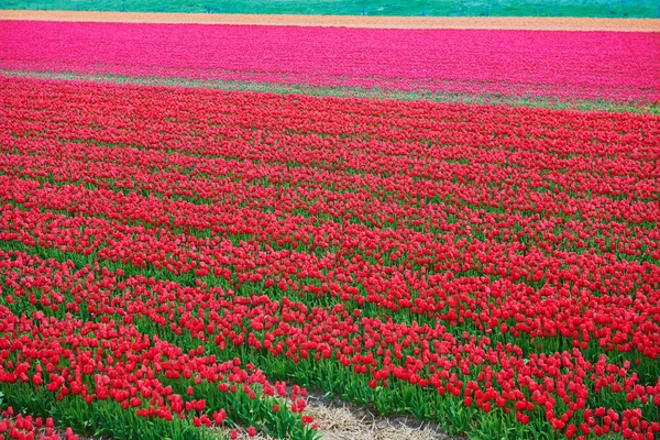 Crimson tulip red and flower  field — Stock Photo, Image