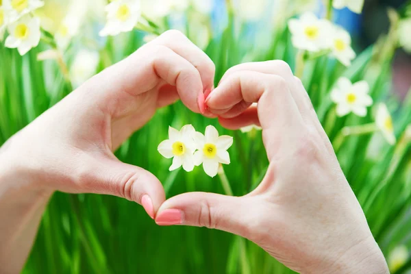 Heart shaped hand around flower — Stock Photo, Image
