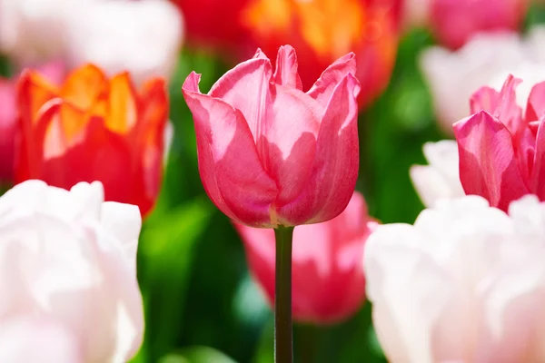 Crimson tulip flower bud — Stockfoto