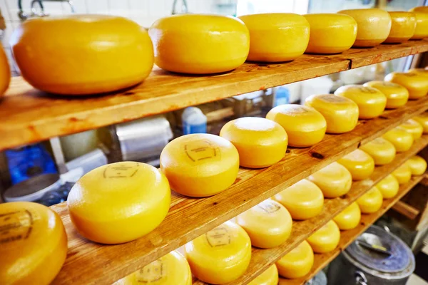 Cheese production — Stock Photo, Image