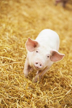 Young piglet on hay and straw at pig breeding farm clipart