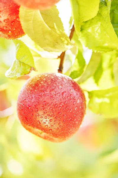 Manzana en árbol — Foto de Stock