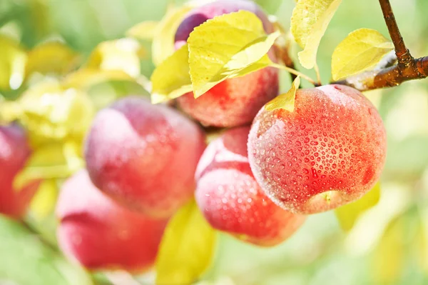 Äpplen frukter i orchard — Stockfoto