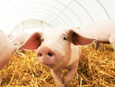 Genç piglet domuz çiftliğinde saman üzerinde