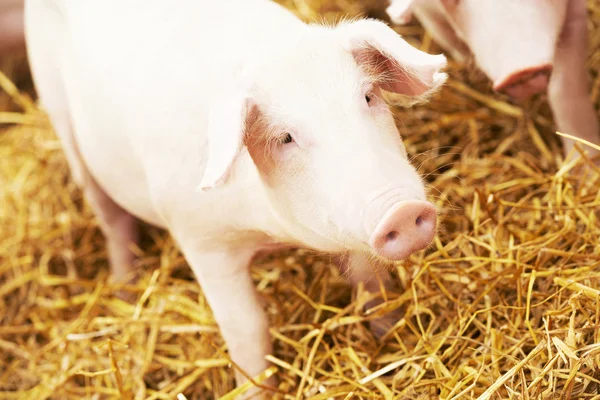 Jonge biggen op hooi op varken boerderij — Stockfoto