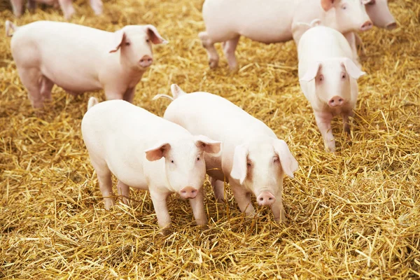 Mladí prasátko na seno na prasečí farmě — Stock fotografie