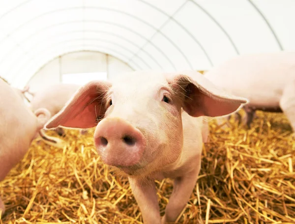 Junges Ferkel auf Heu in Schweinemastbetrieb — Stockfoto