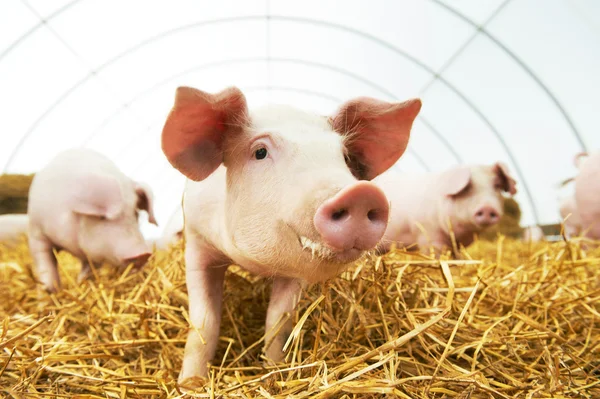 Jeune porcelet sur foin à la ferme porcine — Photo