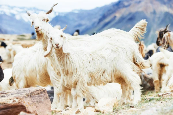 Ziegen in den Bergen — Stockfoto