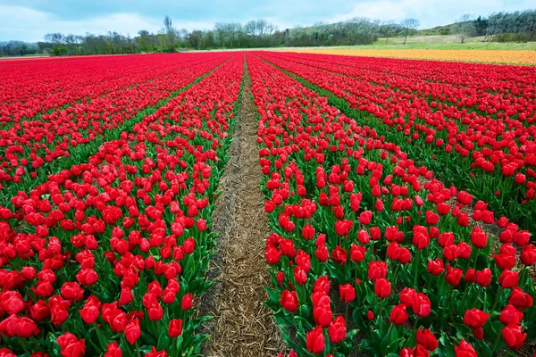 Red en crimson bloem veld buitenshuis — Stockfoto