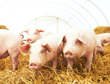 Genç piglet domuz çiftliğinde saman üzerinde