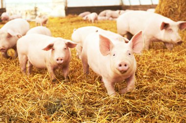 Genç piglet domuz çiftliğinde saman üzerinde