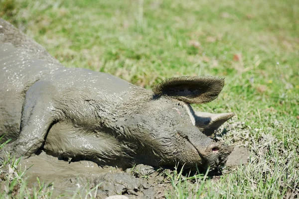 Pig lying in mud — Stock Photo, Image