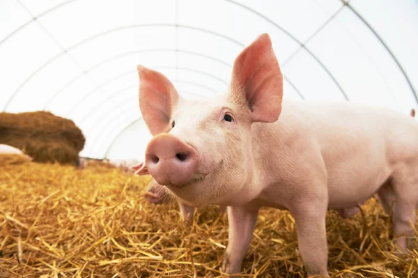 Young piglet at pig breeding farm — Stock Photo, Image