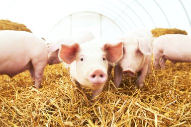 Genç piglet domuz çiftliğinde saman üzerinde