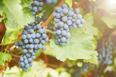 Sarmaşıktaki kırmızı üzümler