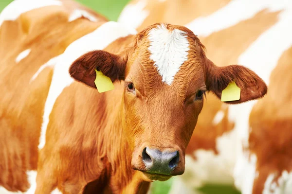 Retrato de vaca marrón — Foto de Stock