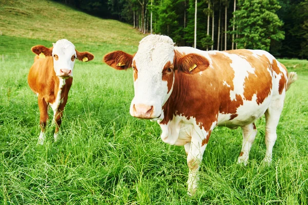 Portrait of brown cow — Stock Photo, Image