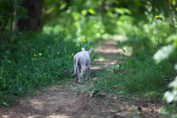 Sphynx Cat Leaving Footpath Forest — Stock Photo, Image