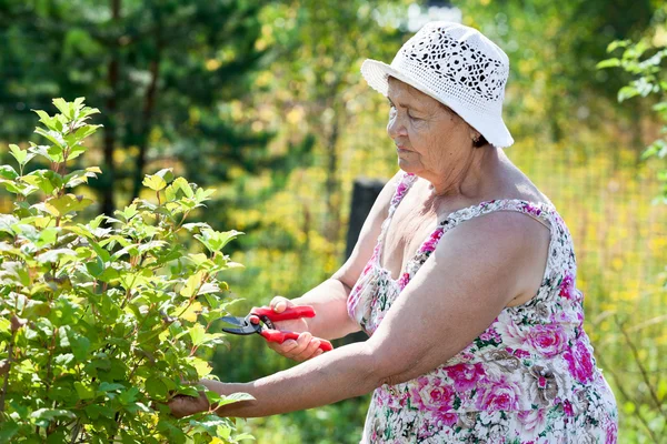 Elderly Caucasian Woman Pruning Shrubs Pruner — Stock Photo, Image