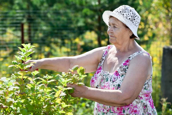 Mujer Caucásica Superior Podando Arbustos Con Hierba Jardín —  Fotos de Stock