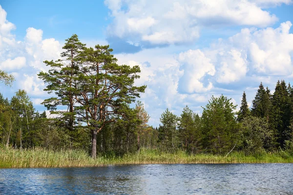 常緑の松 夏の風景と湖の銀行 — ストック写真
