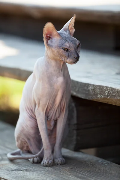 Don Sphynx Gato Sentado Porche Madera —  Fotos de Stock