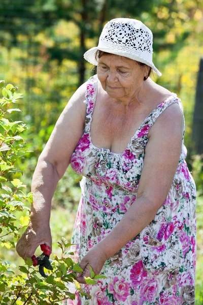 Radosny Biały Seniorka Ogrodnictwo Lato — Zdjęcie stockowe