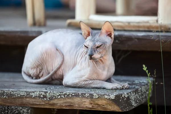 Don Sphynx Gato Acostado Pórtico Madera —  Fotos de Stock