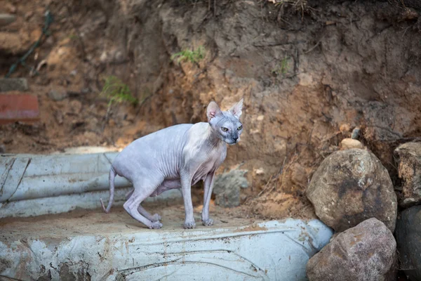 Don Sphynx猫在户外散步 — 图库照片