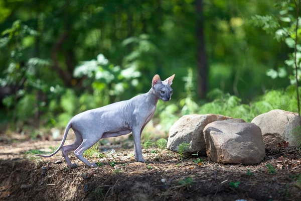 Paseos Gatos Sphynx Por Madera —  Fotos de Stock