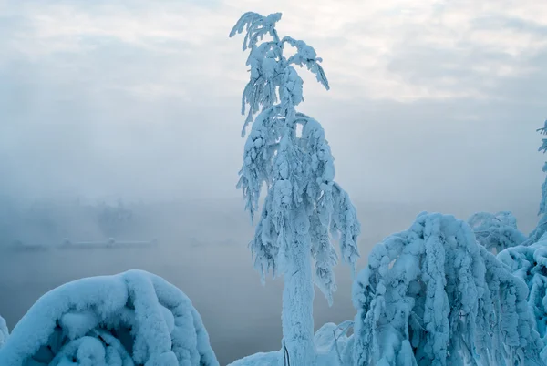 Träd Gren Snö Sjön Stranden Vintern — Stockfoto