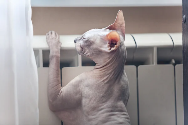 Gato Sem Cabelo Congelado Esfinge Inclinando Radiador Aquecimento Central — Fotografia de Stock