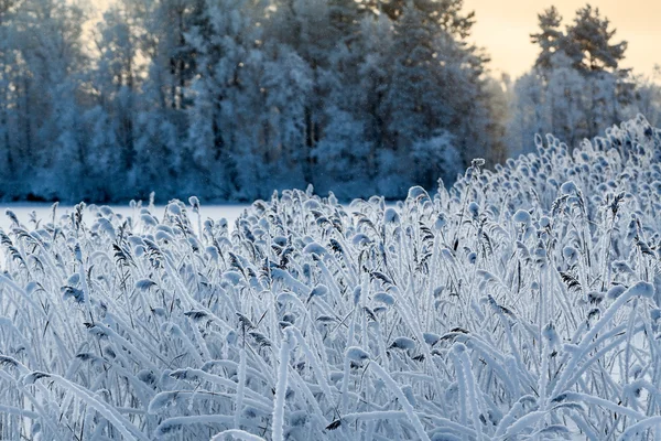 Kış Gölü Kıyısında Beyaz Buzlu Kamış Manzarası — Stok fotoğraf