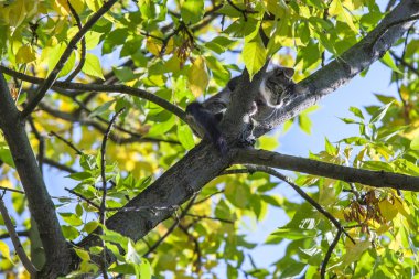 Frightened kitty sitting on the tree, can`t go down