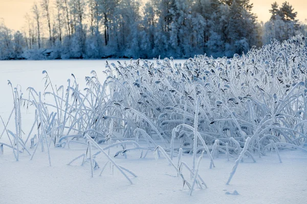 Paysage Lacustre Hiver Avec Des Roseaux Gelés Sur Rivage — Photo