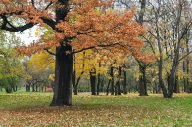 Büyük 3 'te sarı yaprak ve sonbahar parkına iniş.